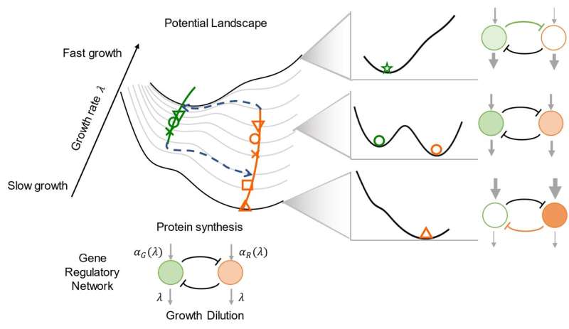 Cellular growth rate reshapes cell-fate-decision landscape