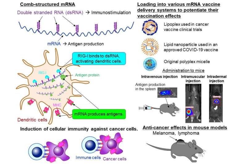 Cellular immunity of &quot;comb-structured mRNA&quot; as a novel cancer mRNA vaccine