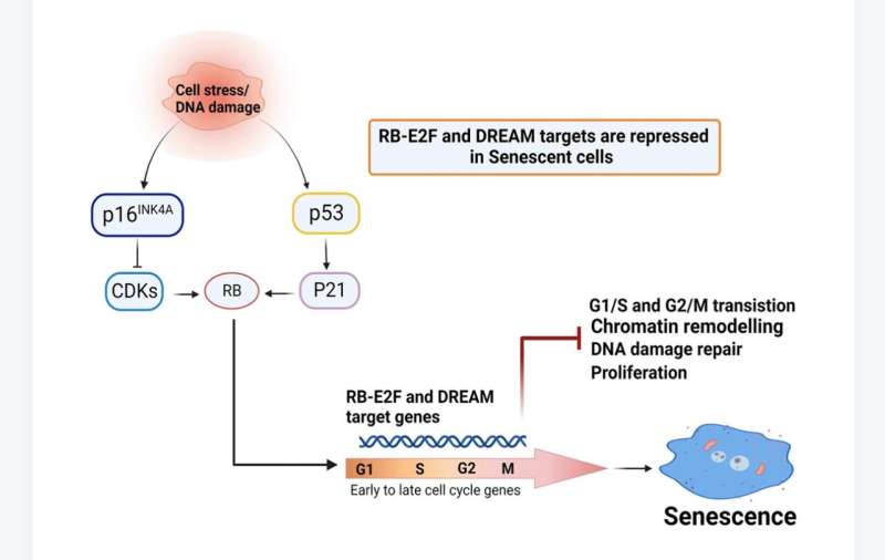 Cellular senescence involves gene repression through p53-p16/RB-E2F-DREAM complex