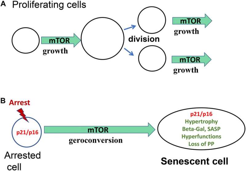 Cellular senescence: When growth stimulation meets cell cycle arrest