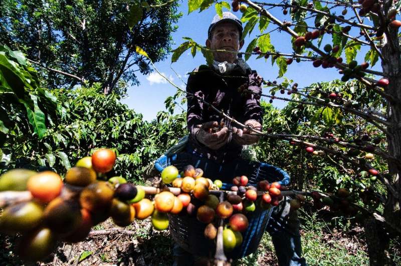 Central American coffee producers have been hard hit by the mass emigration of seasonal workers