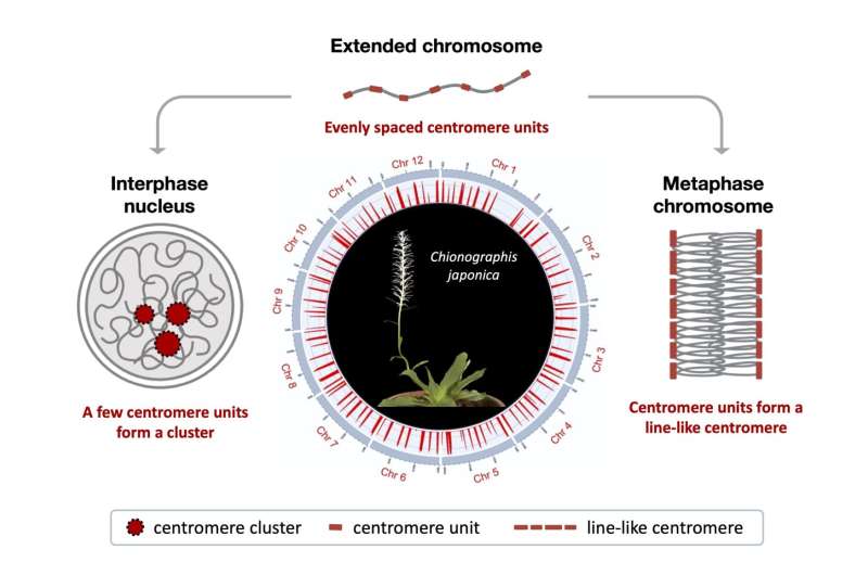 Centromere plasticity and diversity: IPK researchers identify a novel type of centromere organization