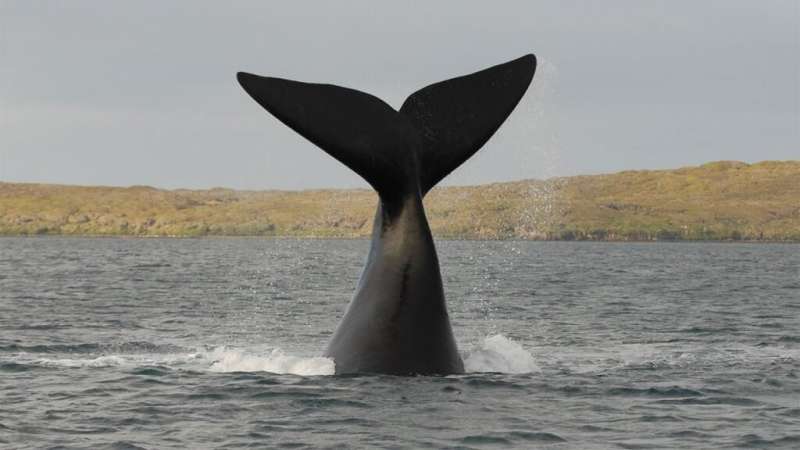 Centuries of whaling data highlight likely climate change effect