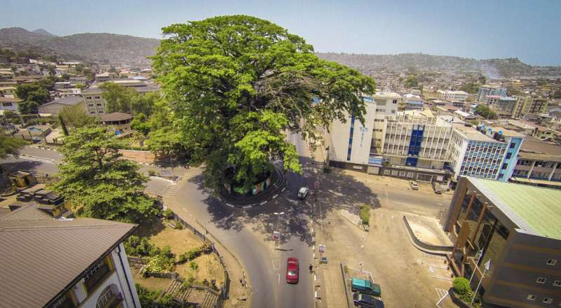Centuries-old cotton tree, a national symbol for decades, felled by storm in Sierra Leone