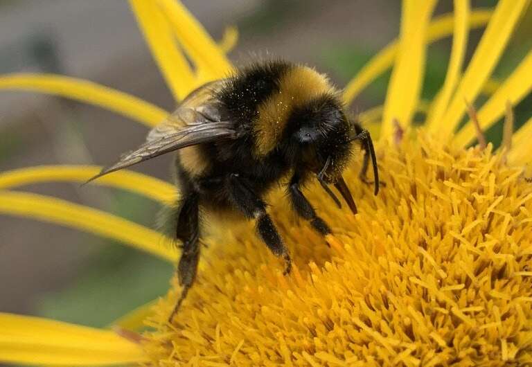 Changing temperatures increase pesticide risk to bees