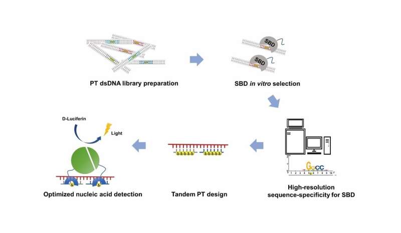 Characterization and expansion of the recognition sequence of phosphorothioate-DNA recognizing sulfur binding domains facilitate new nucleic acid detection platform