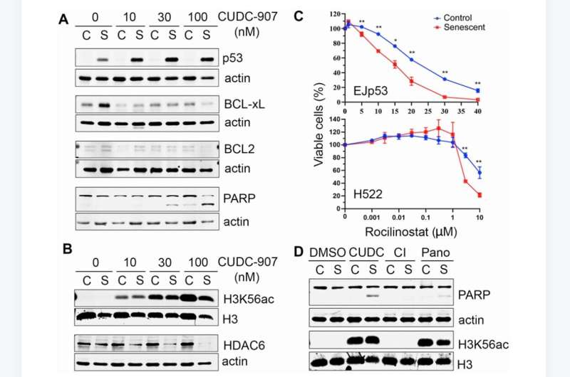 Characterization of the HDAC/PI3K inhibitor CUDC-907 as a novel senolytic