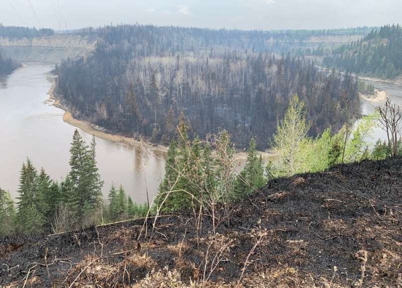 Charred vegetation after a forest fire passed through Entwistle, in western Canada's Alberta province