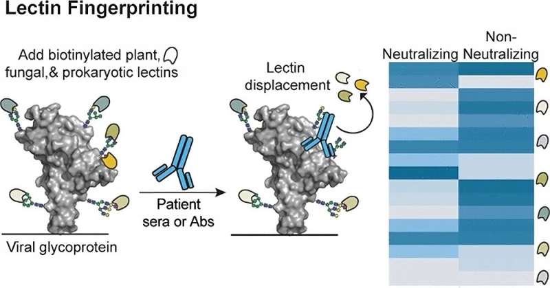 Chemists' technique reveals whether antibodies neutralize SARS-CoV-2