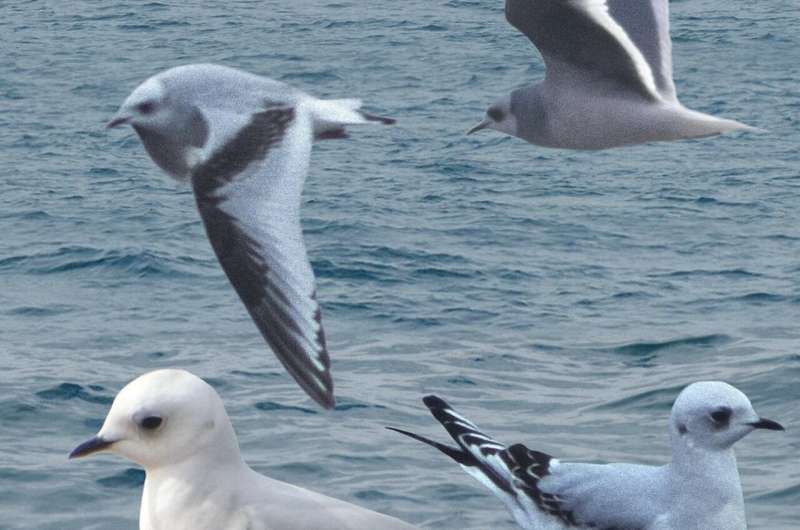 Chicago birders rejoice as Arctic gull makes rare visit to local beaches: ‘This is about as good as it gets’