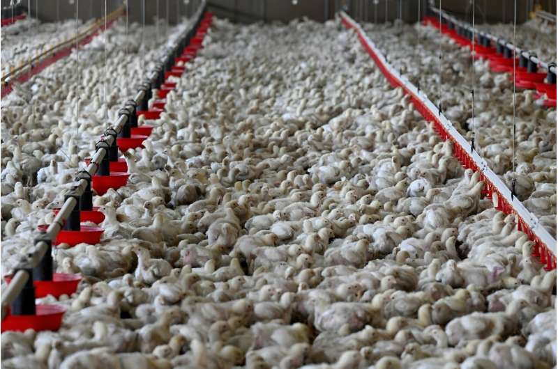 Los pollos pueden ser una proteína animal óptima para las emisiones de carbono, pero no necesariamente para la naturaleza, dicen los expertos
