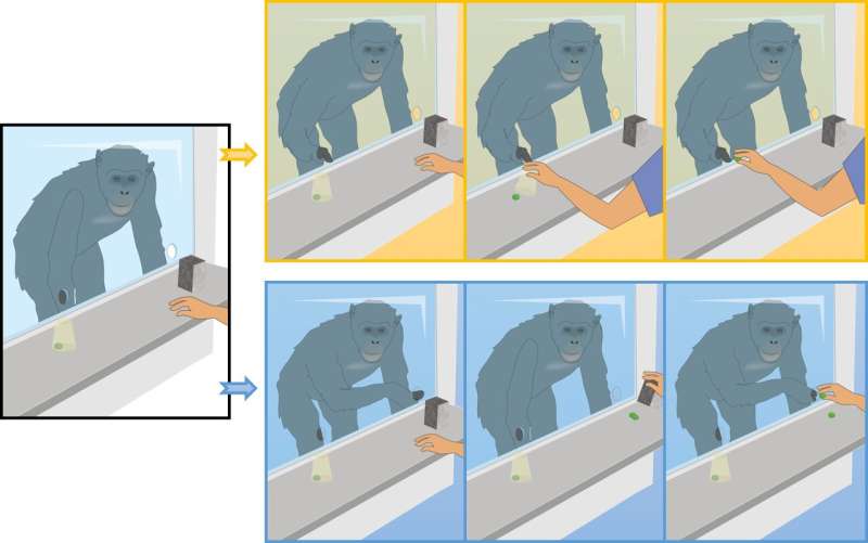 Children are more curious than apes, often choosing a 'mystery box' over a certain reward