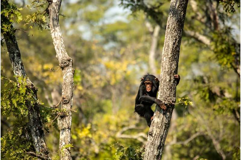 Chimpanzees are not pets, no matter what social media tells you