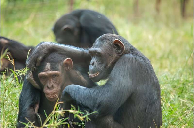 Chimpanzees are not pets, no matter what social media tells you