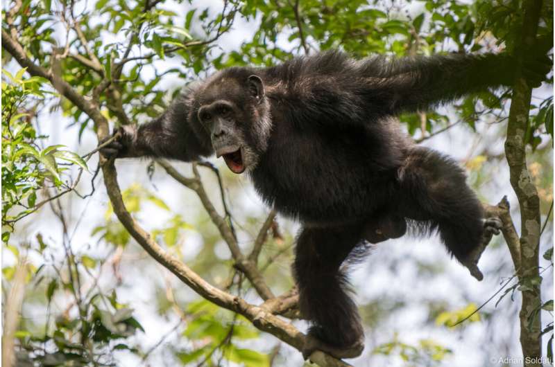 Chimpanzees combine calls to communicate new meaning