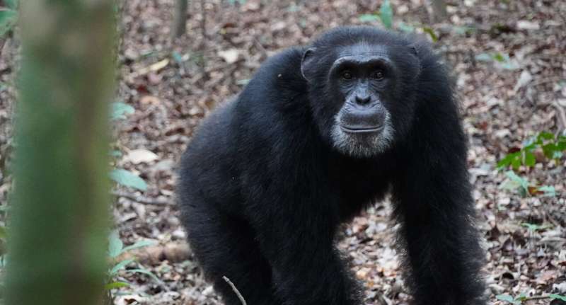 Les chimpanzés utilisent les sommets des collines pour effectuer des reconnaissances sur des groupes rivaux – étude