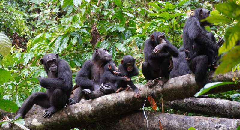 Chimpanzees use hilltops to conduct reconnaissance on rival groups—study