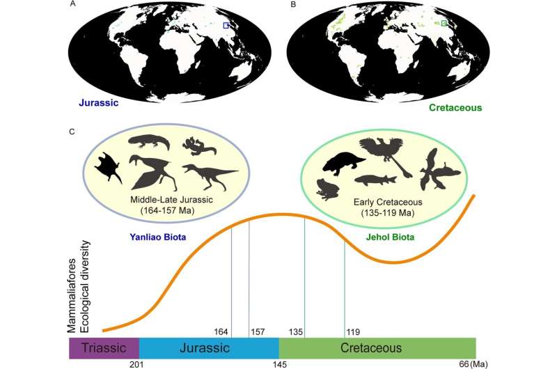 China's Yanliao Biota offers a new window into mammal evolution since the Triassic