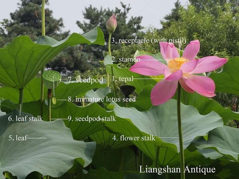 Chinese antique lotus—not just an ornamental plant