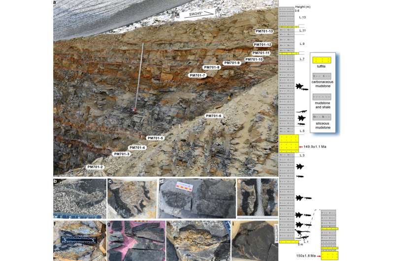 Chinese paleontologists find new fossil link in bird evolution