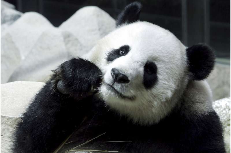 Chinese panda on long-term loan to Thailand dies suddenly
