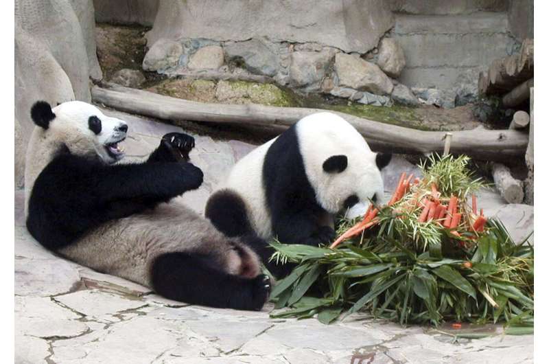 Chinese panda on long-term loan to Thailand dies suddenly