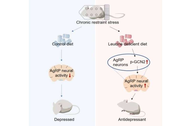 Chinese scientists discovered roles of hypothalamic amino acid sensing in antidepressant effects