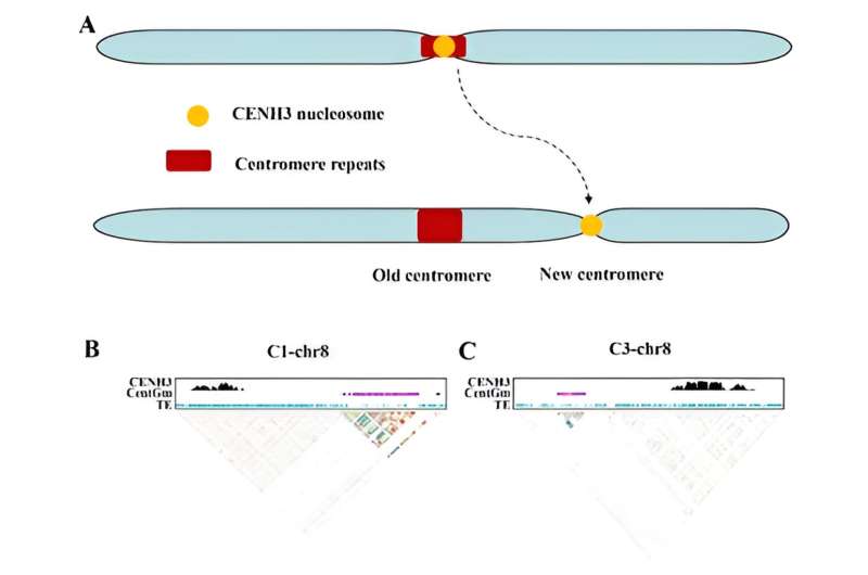Chinese scientists reveal centromere repositioning in soybean genome