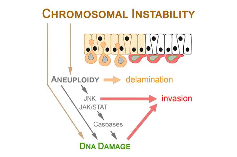 Chromosomal instability in cancer cells causes DNA damage and promotes invasiveness