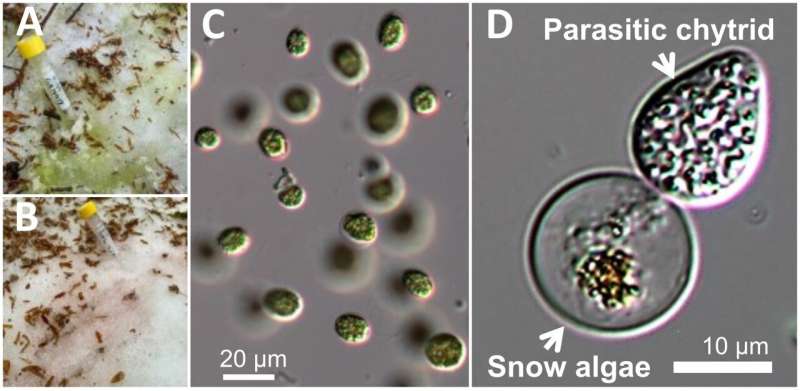 Chytrid fungi revealed to be parasitic species that infects snow algae