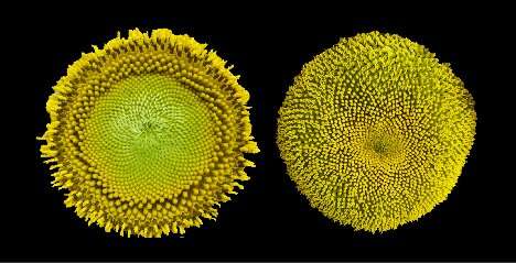 Circadian clock controls sunflower blooms, optimizing for pollinators