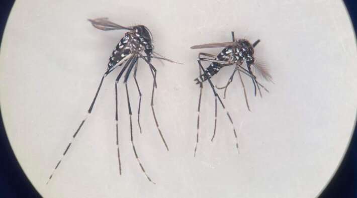 Citizen science used to track mosquitoes