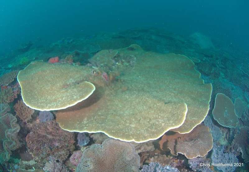 Citizen scientists make 'surprising' coral find