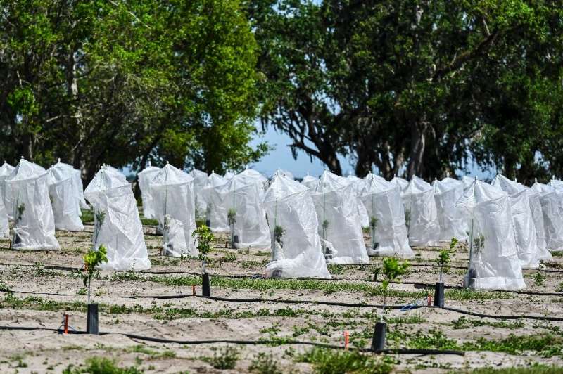 Цитрусовые растения в полиэтиленовых пакетах и ​​серебряной фольге для защиты от позеленения цитрусовых на ферме в Аркадии, Флорида.