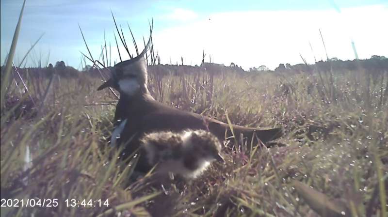 Clever lapwings use cover to hide in plain sight