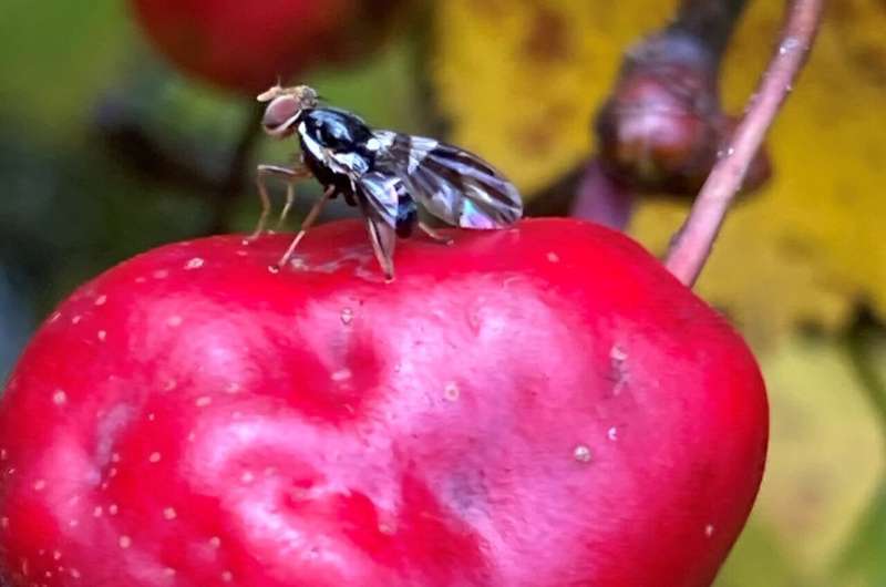 El cambio climático podría conducir a un "caos generalizado"  para comunidades de insectos
