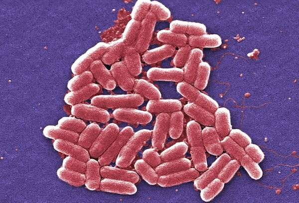 Climate change is fuelling the rise of superbugs. What can we do to save ourselves?