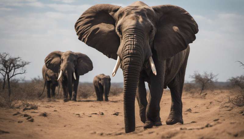 Il cambiamento climatico rende gli elefanti africani alla ricerca disperata di acqua