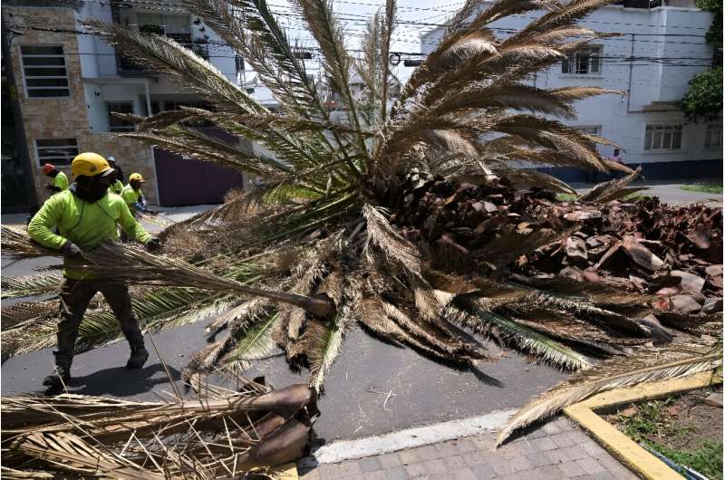 Climate change is making palm trees in Mexico City more vulnerable to disease-carrying insects, experts say