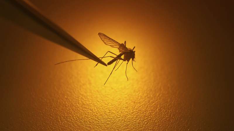 Climate change leads to growing risk of mosquito-borne viral diseases, EU agency says