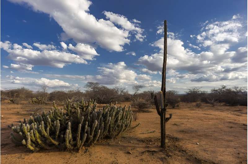 Climate change may affect 40% of biodiversity in semi-arid portion of Brazil's Northeast by 2060