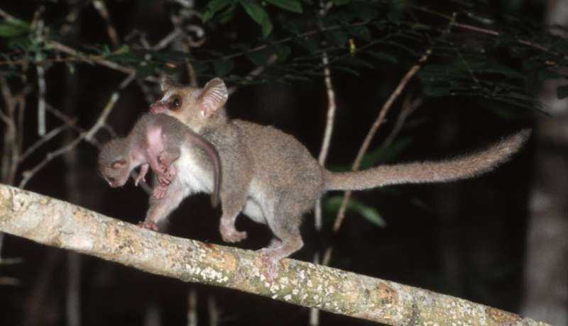 Climate change threatens lemurs on Madagascar