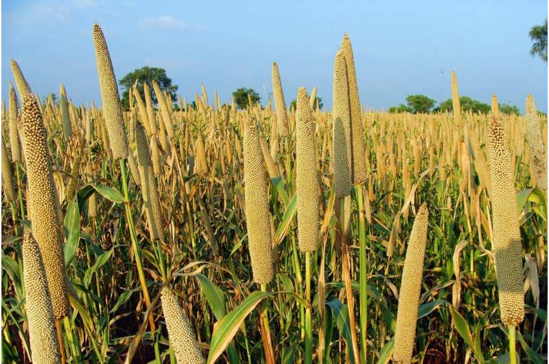 Climate change threatens cereal crop yields