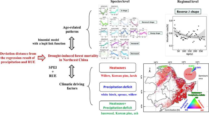 Climate extremes and forest age mediate drought-induced forest mortality in northeast China