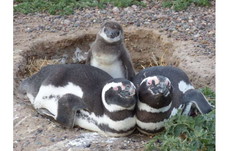 Climate 'presses' and 'pulses' impact Magellanic penguins — a marine predator — with guidance for conservationists