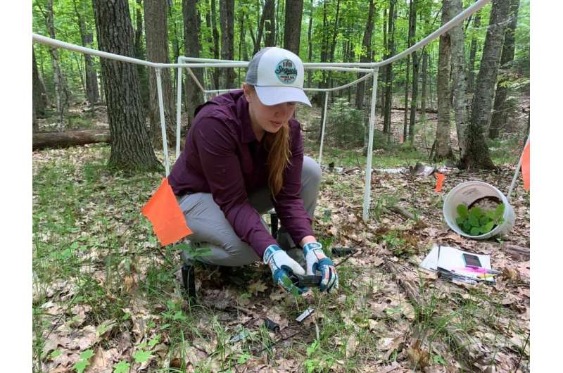 Climate-stressed trees get a boost from new microbial partnerships