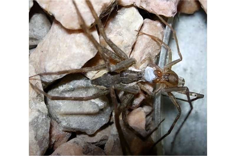 Climatic changes put the brakes on spider romance