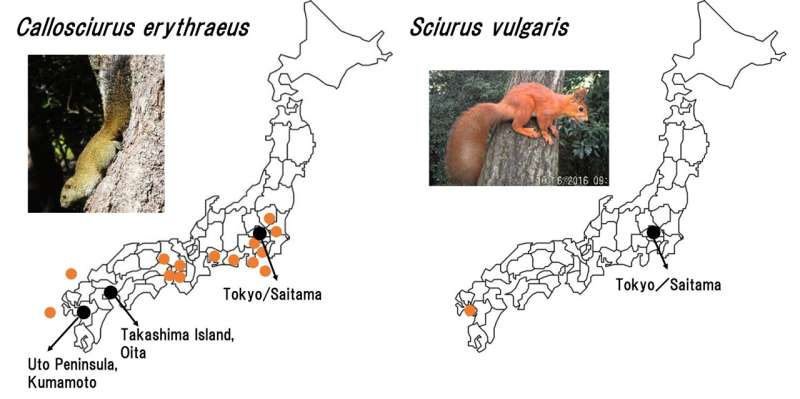 Close encounters of the furry kind: managing alien squirrel invasion in Japan