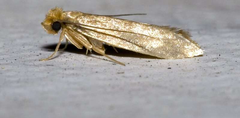 Viewpoint: Clothes moths—these destructive, difficult-to-eradicate and ...