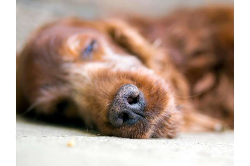Clues to mysterious new sickness affecting dogs